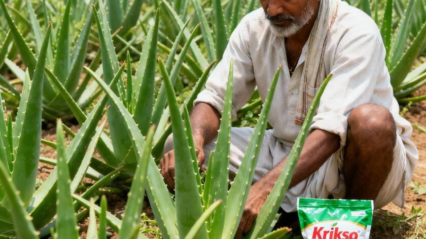 Aloe Vera plantation with healthy, mature leaves ready for harvest