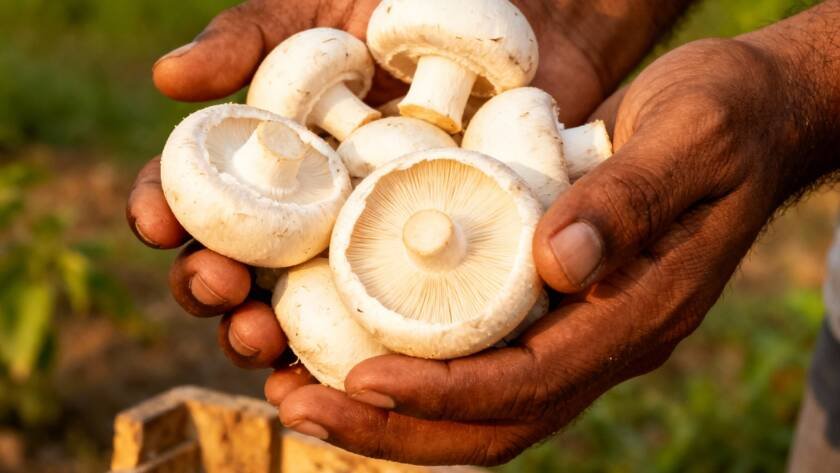 Close-up of quality button mushrooms in farmer's hands showing premium produce ready for Krikso buy-back program