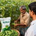 Okra Contract Farming in India: Maximize Profits and Value from Every Part.